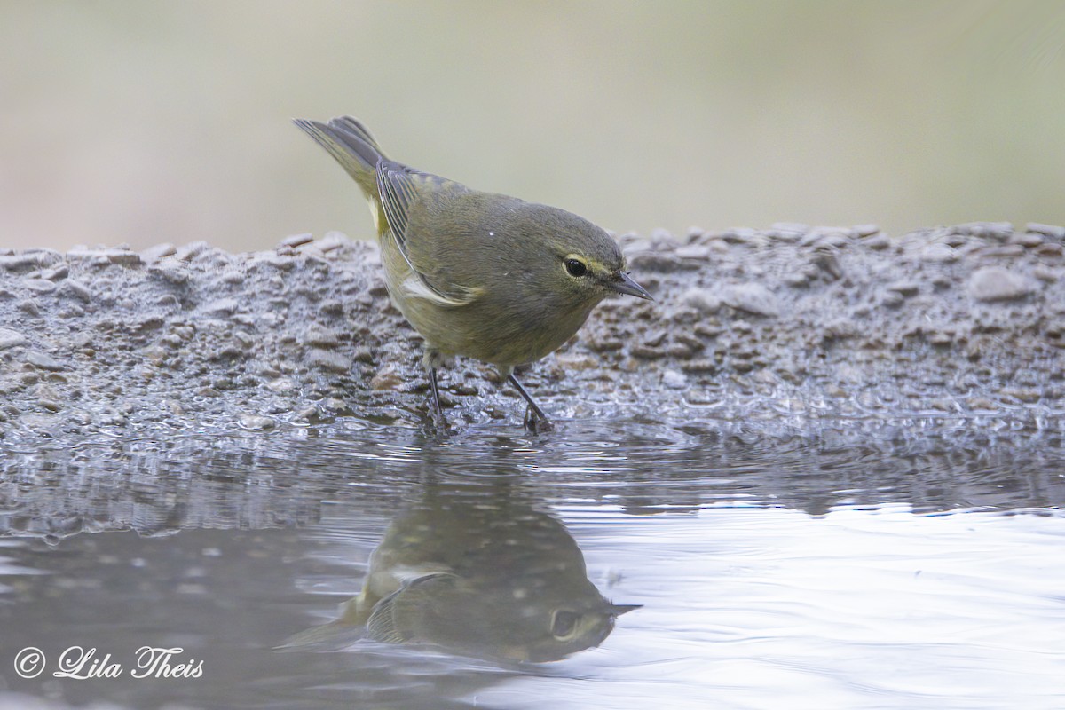 Orange-crowned Warbler - Lila Theis