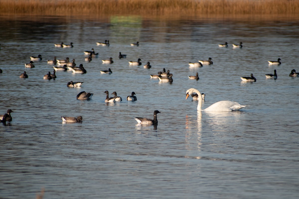 Brant (Atlantic) - Alison Robey