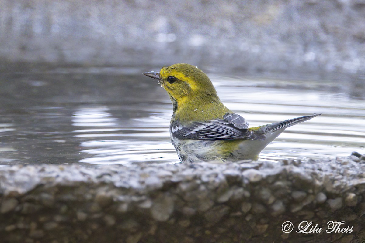 Black-throated Green Warbler - Lila Theis