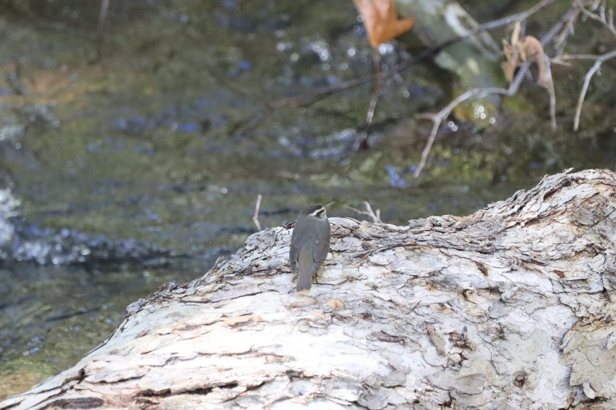 Stelzenwaldsänger - ML625304012