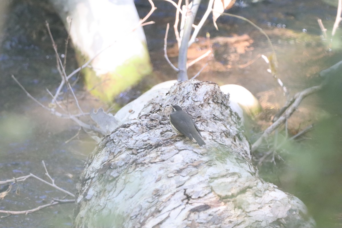 Stelzenwaldsänger - ML625304015