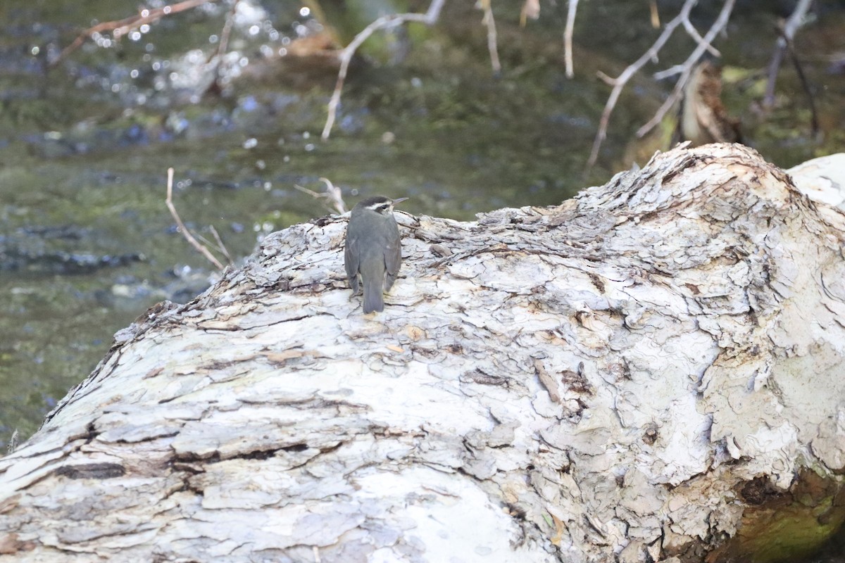 Stelzenwaldsänger - ML625304072