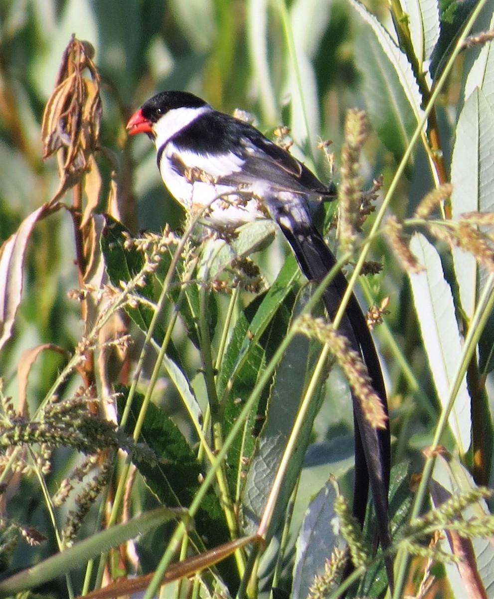 Pin-tailed Whydah - Howard King