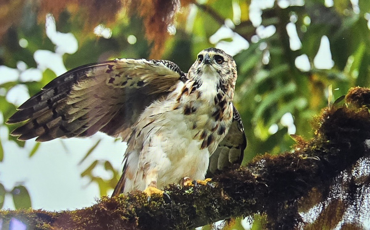 Black-and-chestnut Eagle - ML625304194