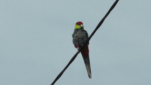 Red-capped Parrot - ML625304207