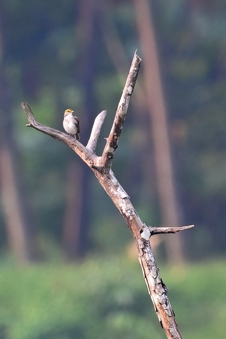 Yellow-browed Sparrow - ML625304275