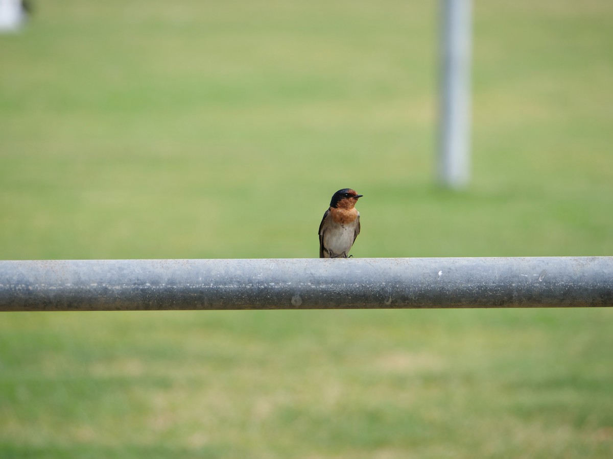 Welcome Swallow - ML625304329