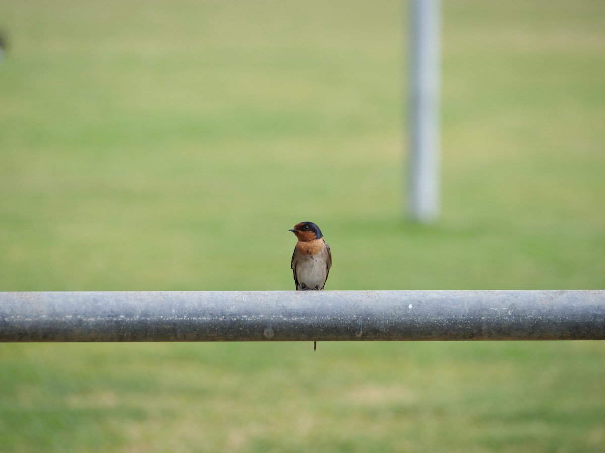 Welcome Swallow - ML625304334