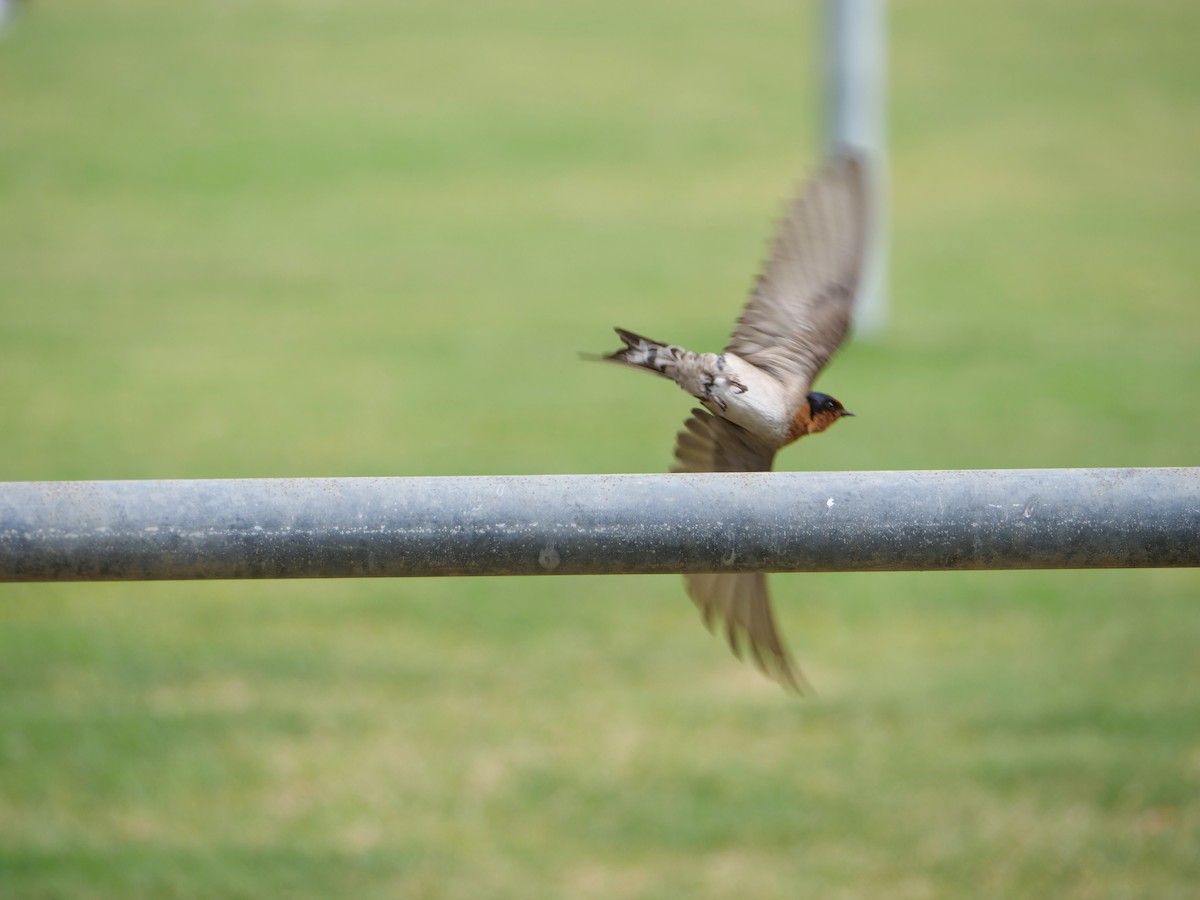 Welcome Swallow - ML625304338