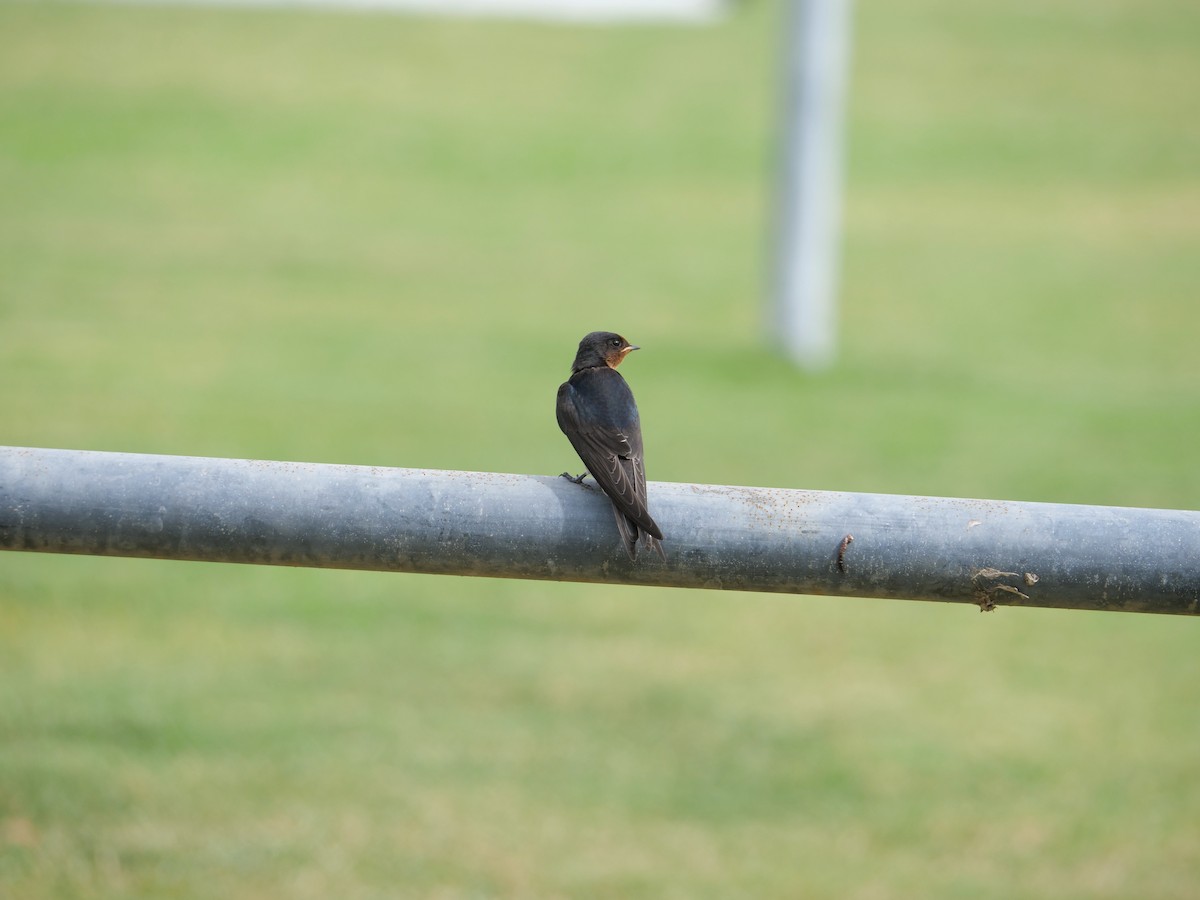 Welcome Swallow - ML625304342