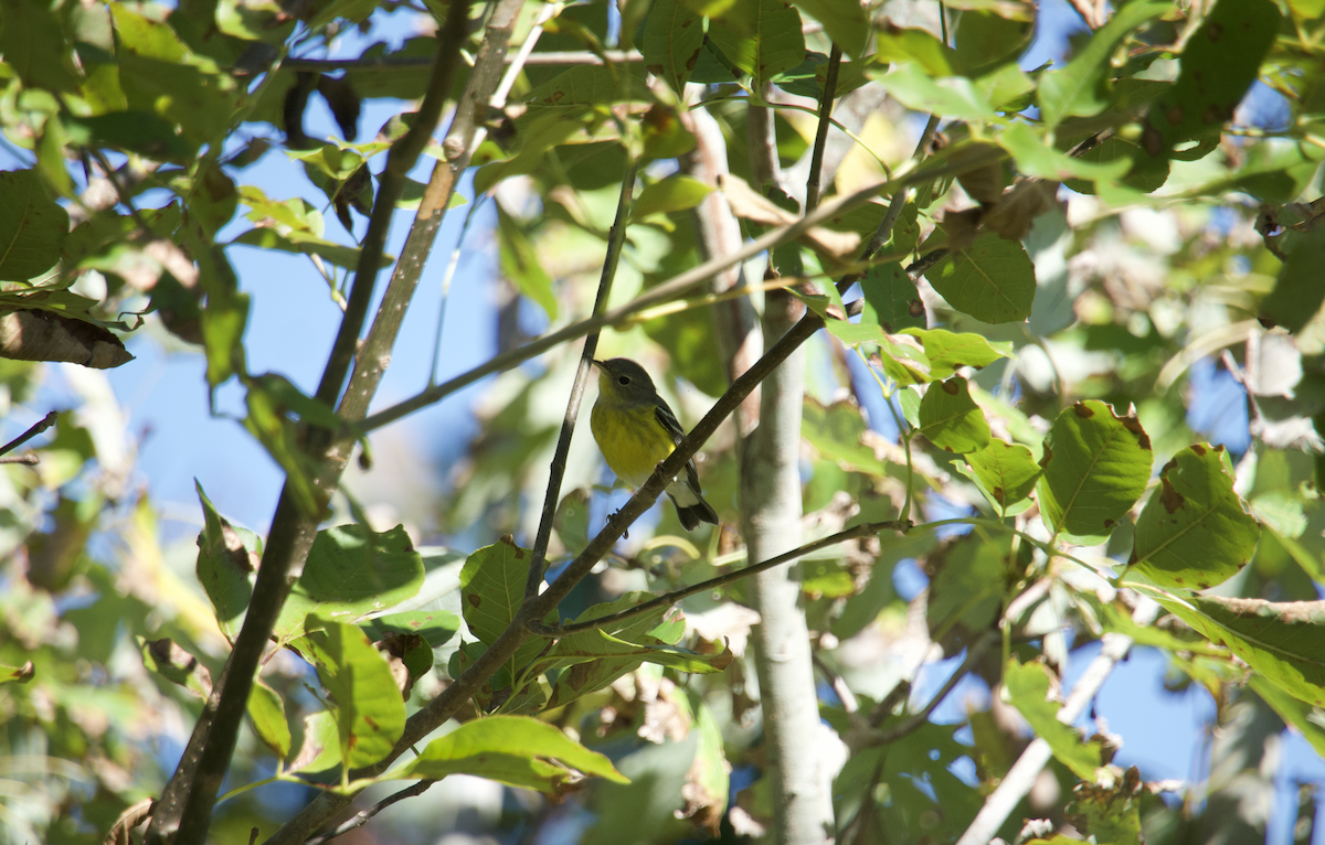 Magnolia Warbler - ML625304409