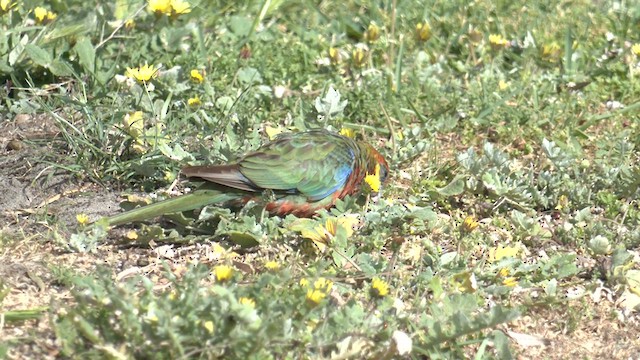 ココノエインコ - ML625304452