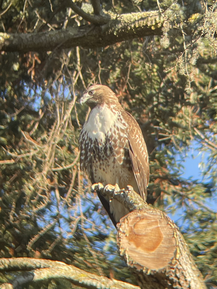 Red-tailed Hawk - ML625304472