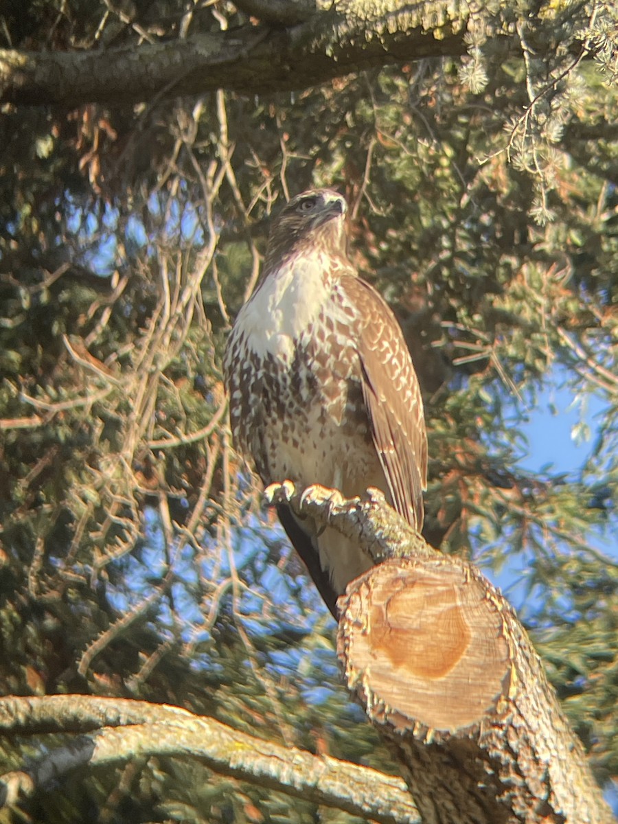 Red-tailed Hawk - ML625304473