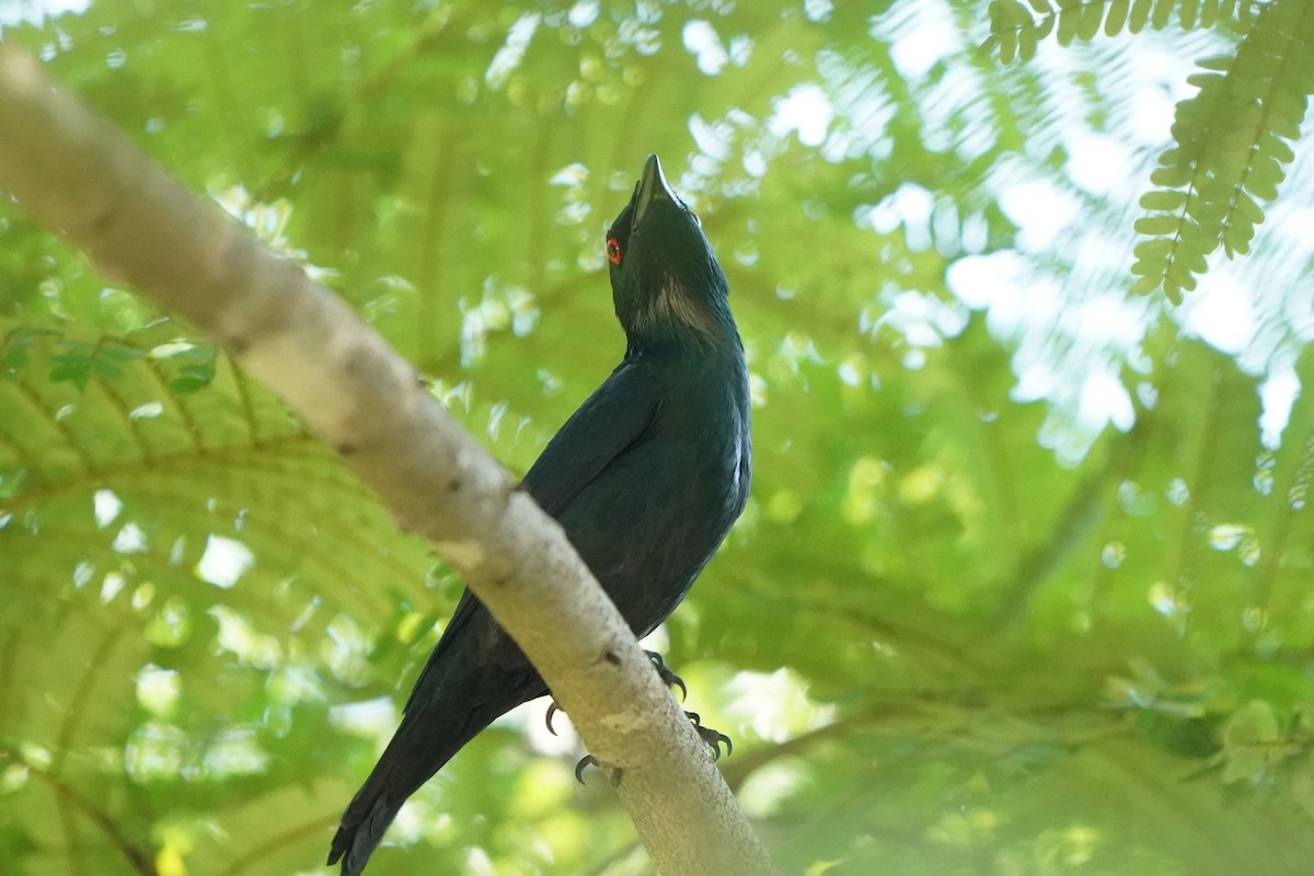 Asian Glossy Starling - ML625304478