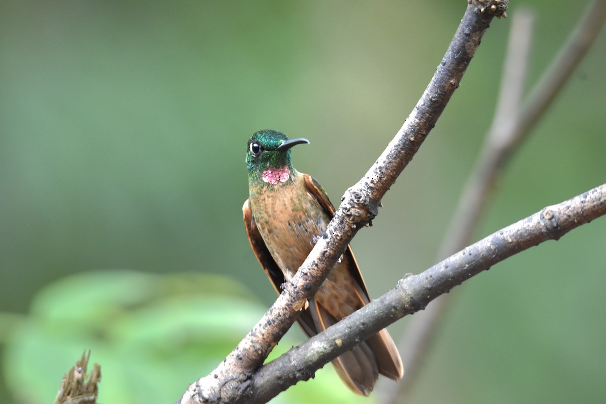 Fawn-breasted Brilliant - ML625304550