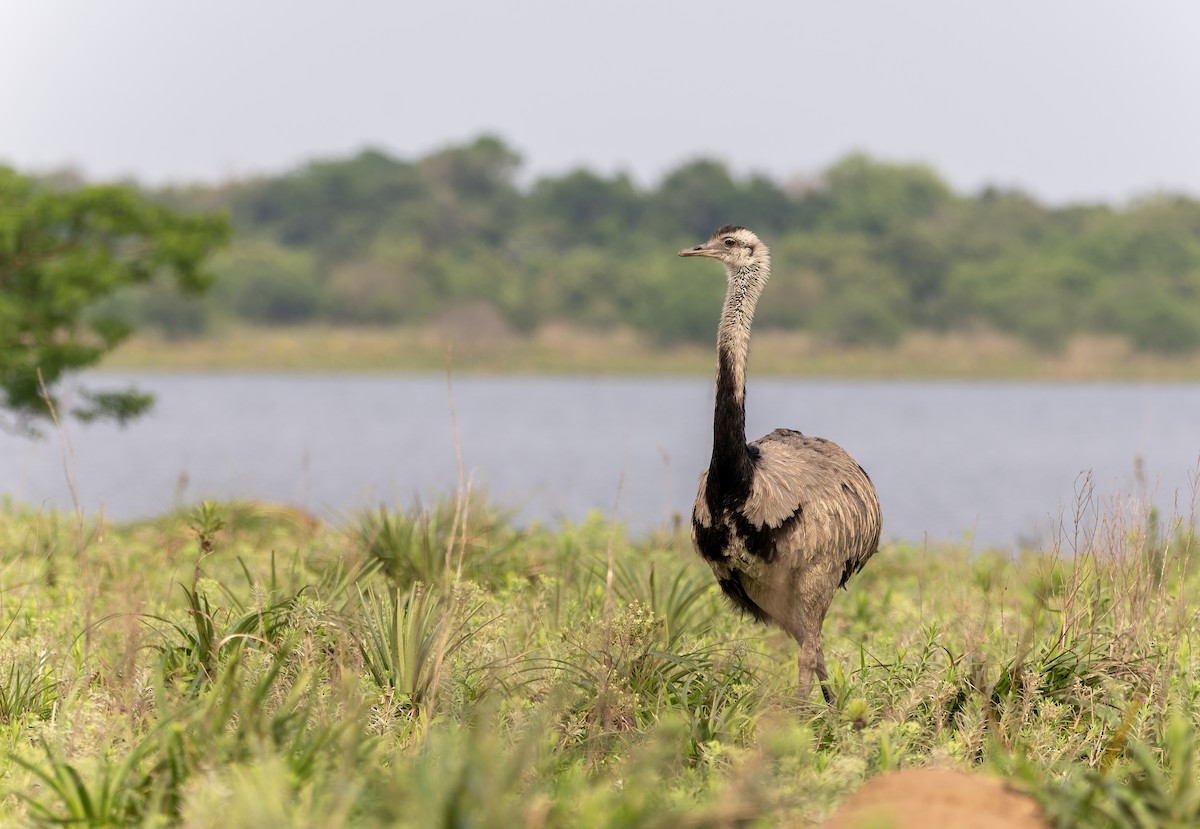 Greater Rhea - ML625304557