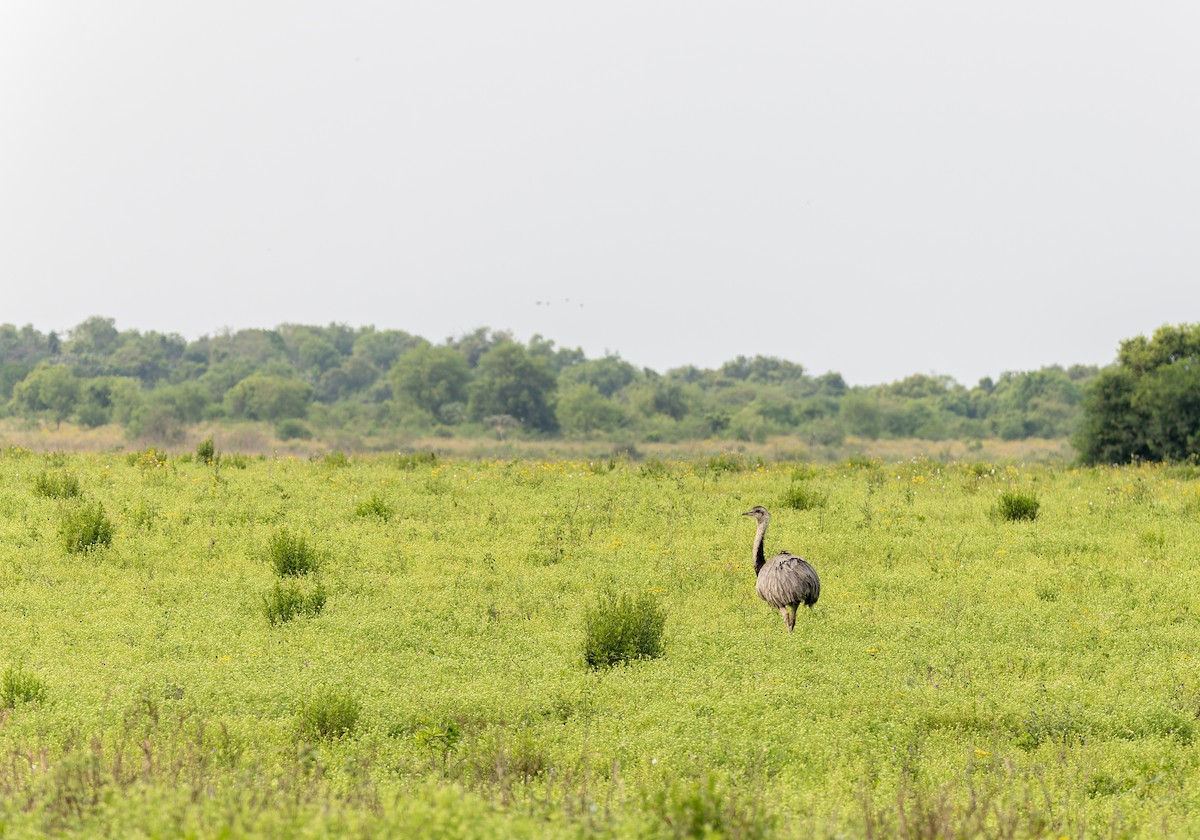 Greater Rhea - ML625304558