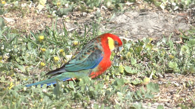 ココノエインコ - ML625304566
