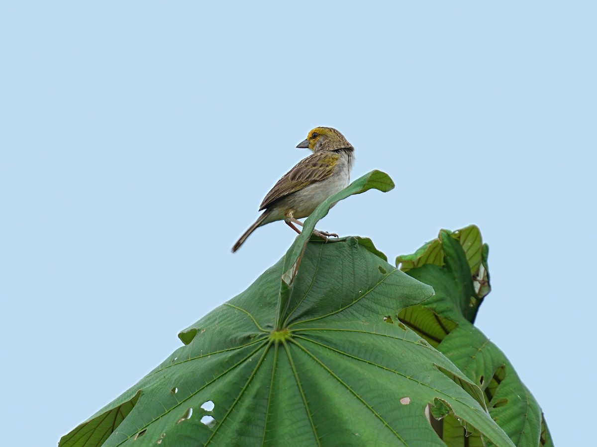 Yellow-browed Sparrow - ML625304645