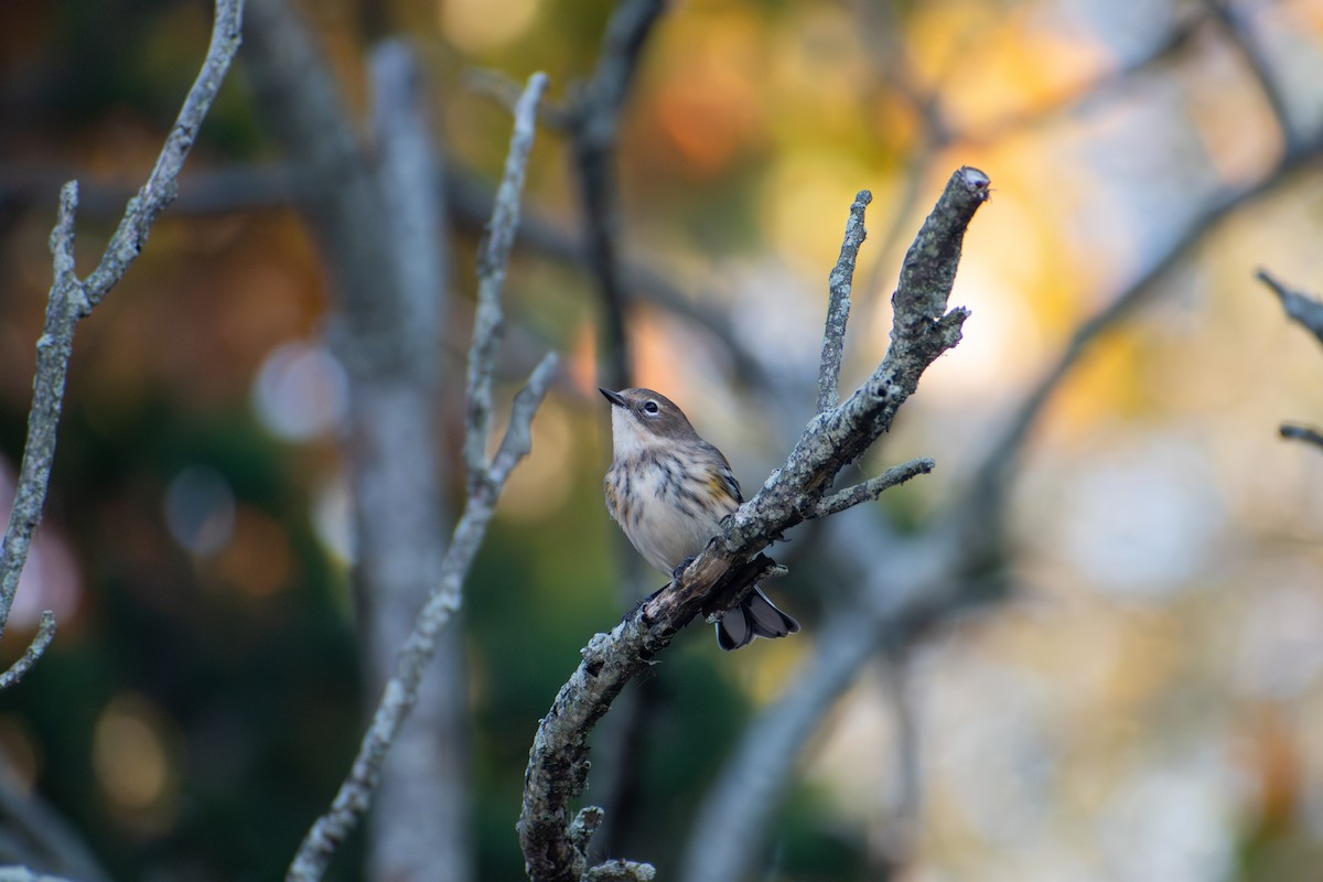 Yellow-rumped Warbler (Myrtle) - Alison Robey