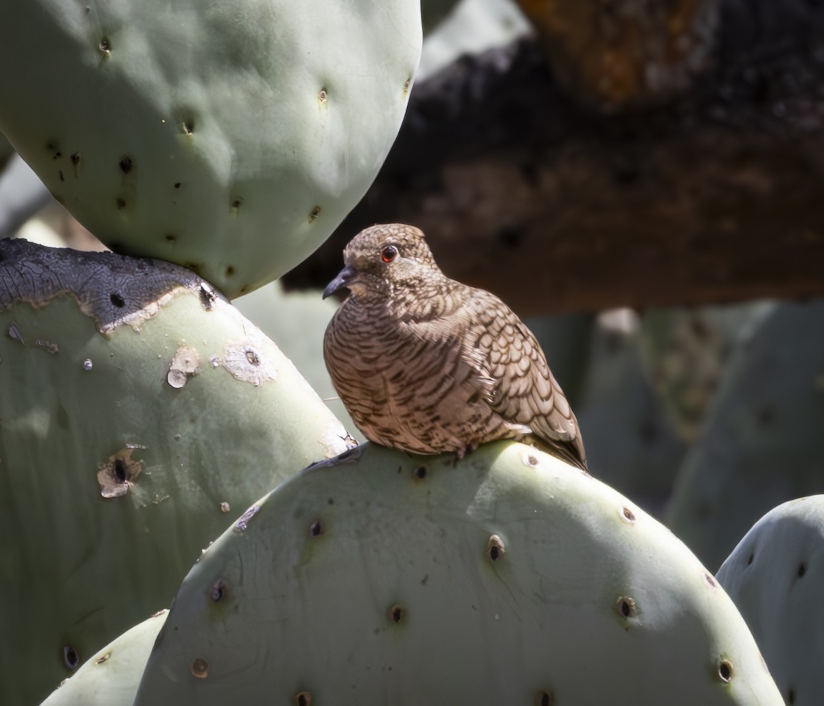 Inca Dove - ML625305061