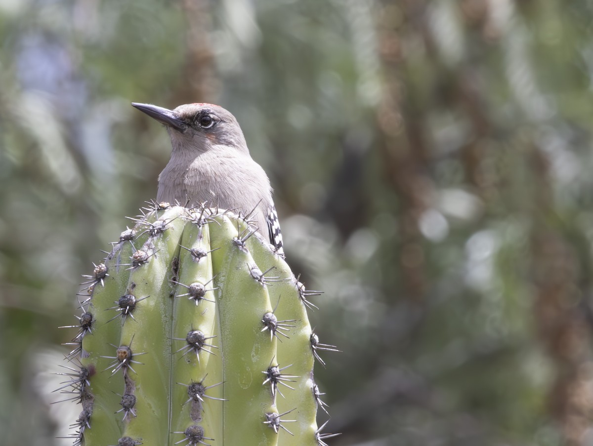 Gray-breasted Woodpecker - ML625305069