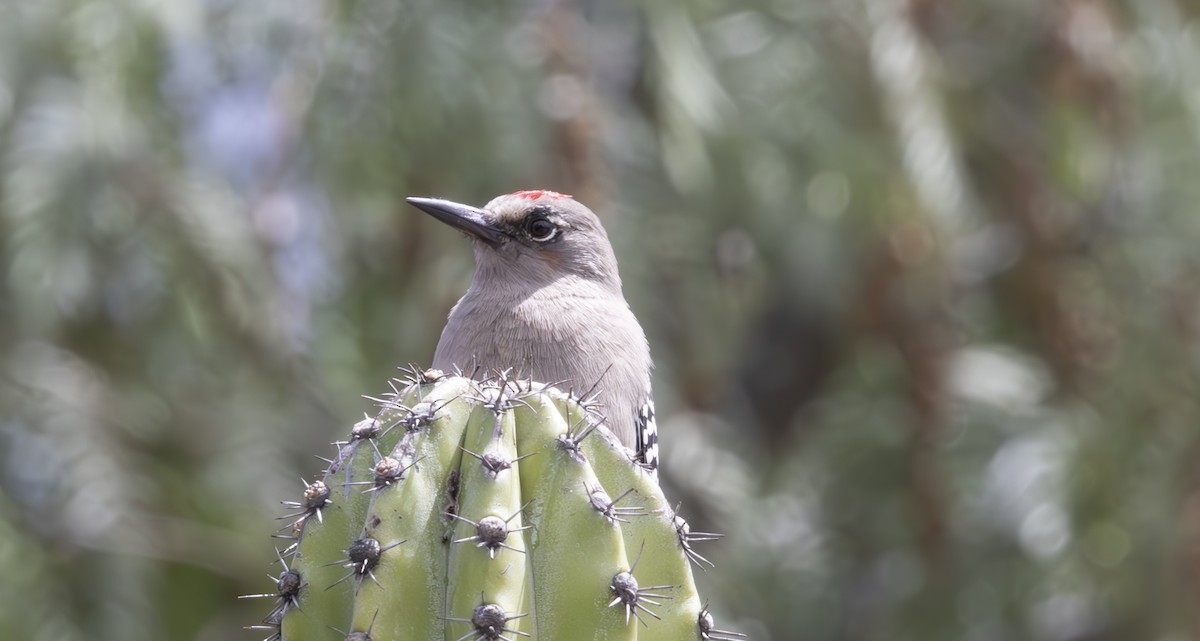 Gray-breasted Woodpecker - ML625305070