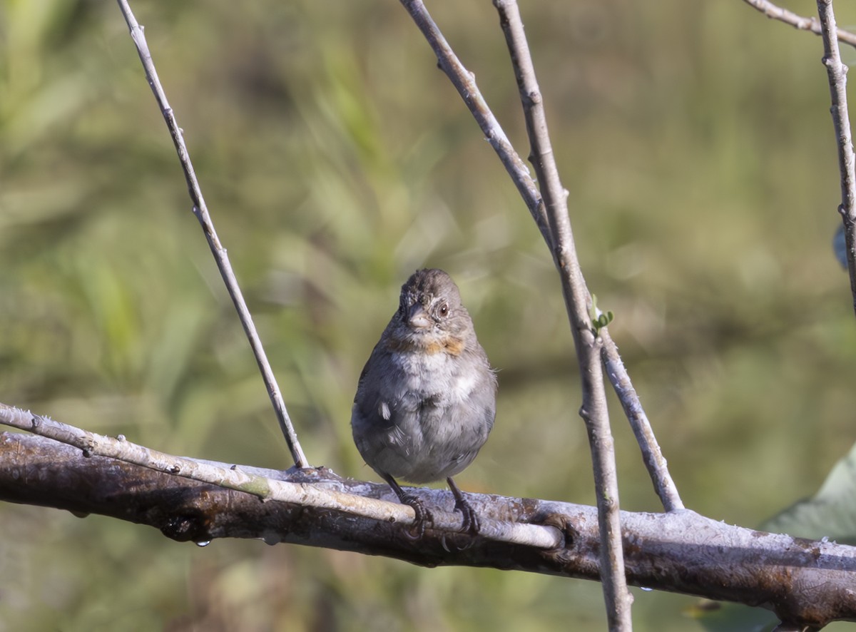 White-throated Towhee - ML625305100