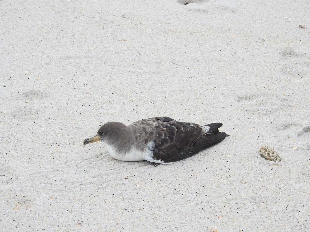 Cory's Shearwater - ML625305270