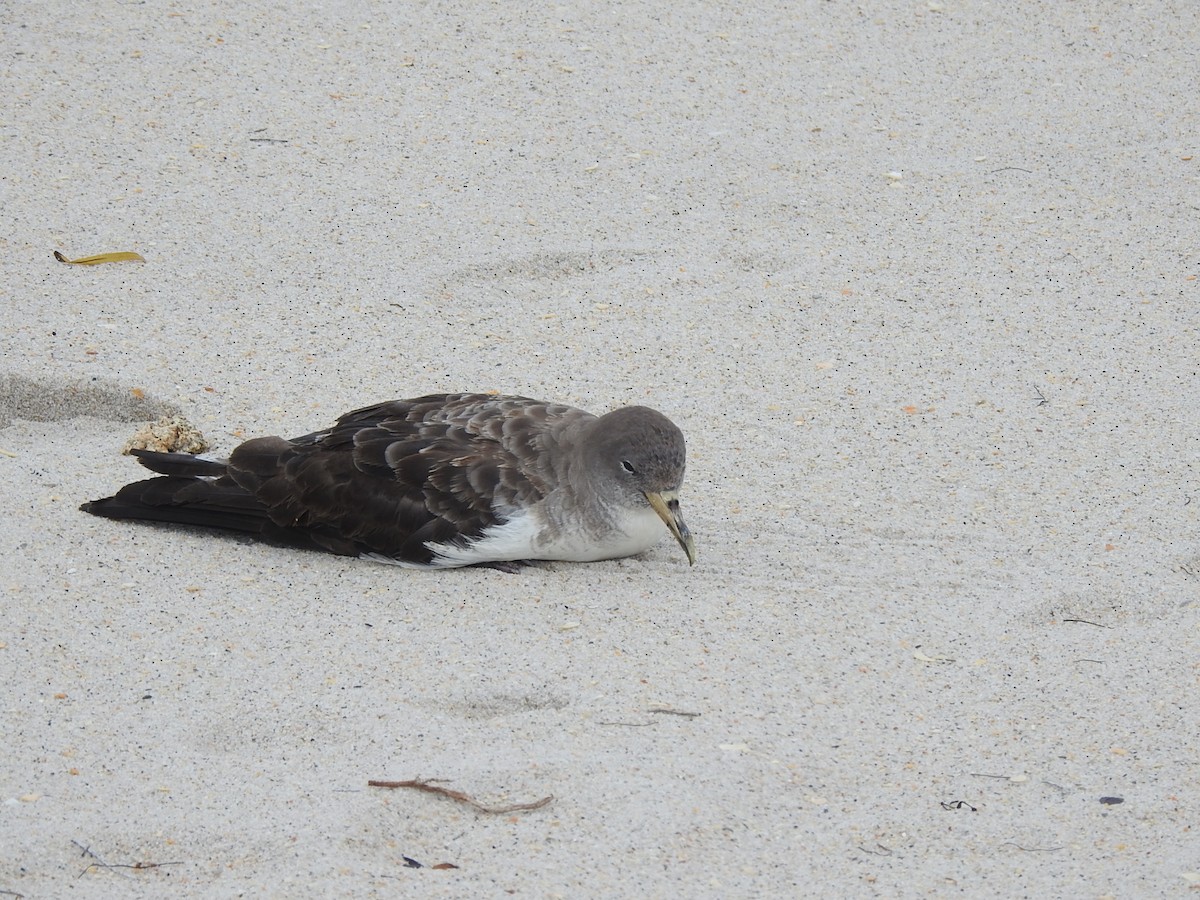 Cory's Shearwater - ML625305279