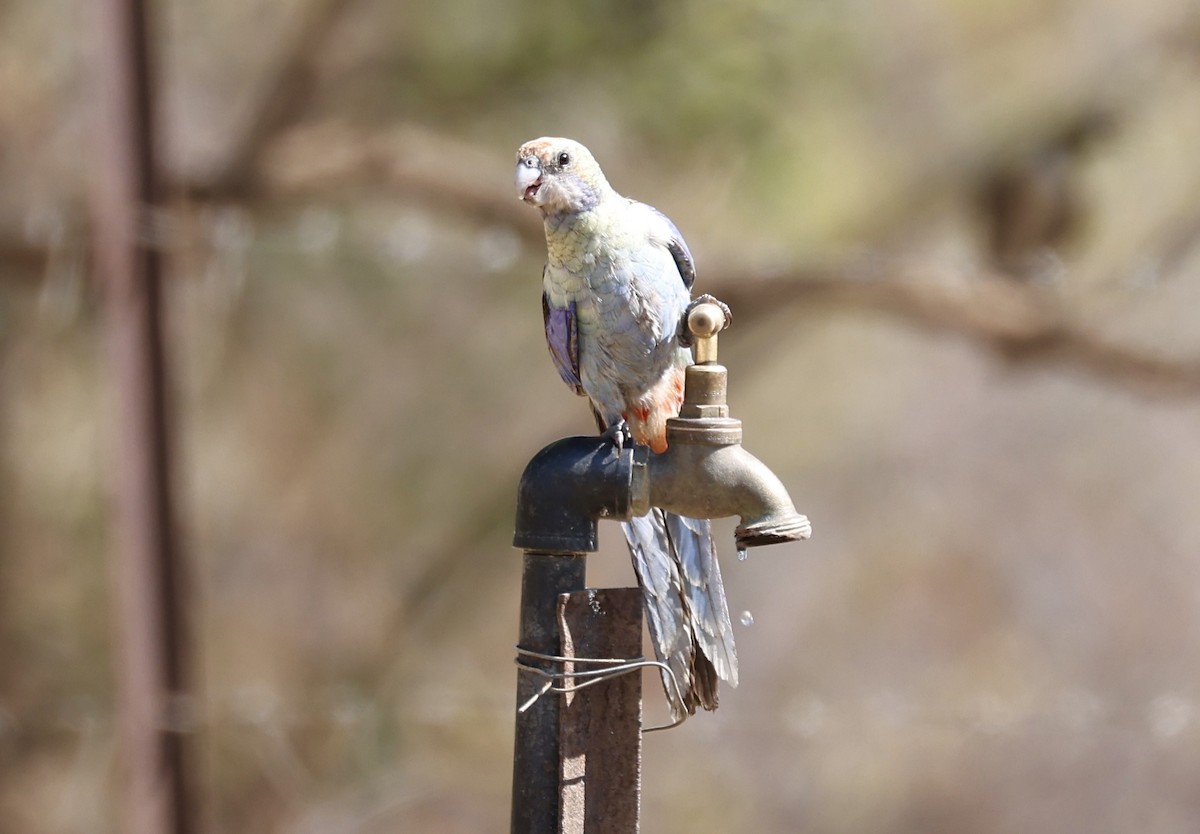 Pale-headed Rosella - ML625305380