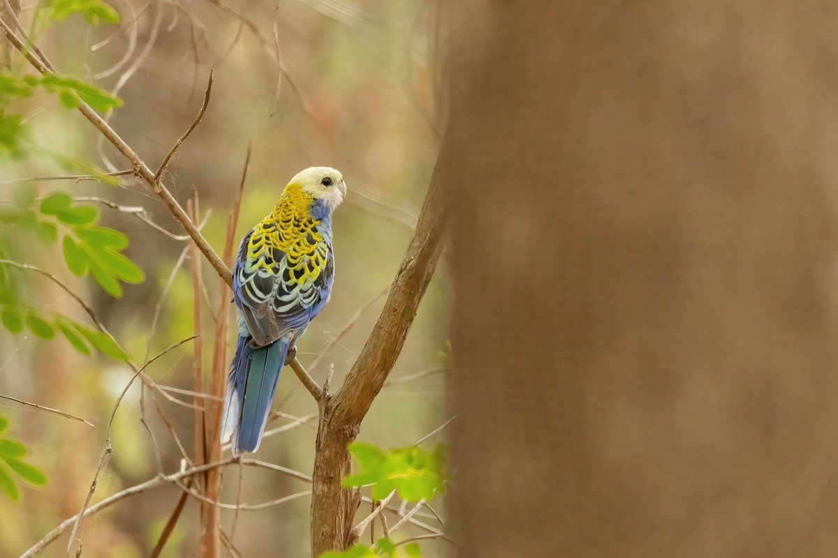 Pale-headed Rosella - ML625305451