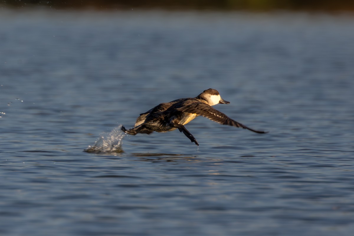 Ruddy Duck - ML625305454