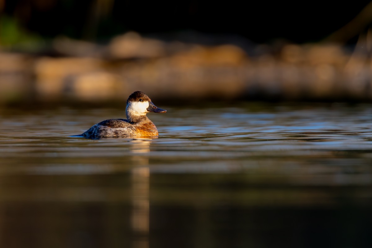 Ruddy Duck - ML625305456