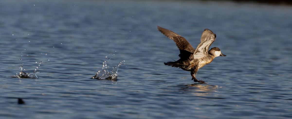 Ruddy Duck - ML625305457