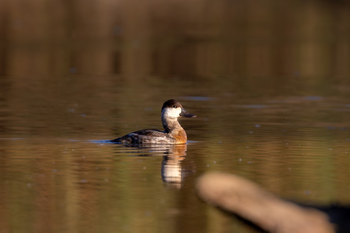 Ruddy Duck - ML625305458