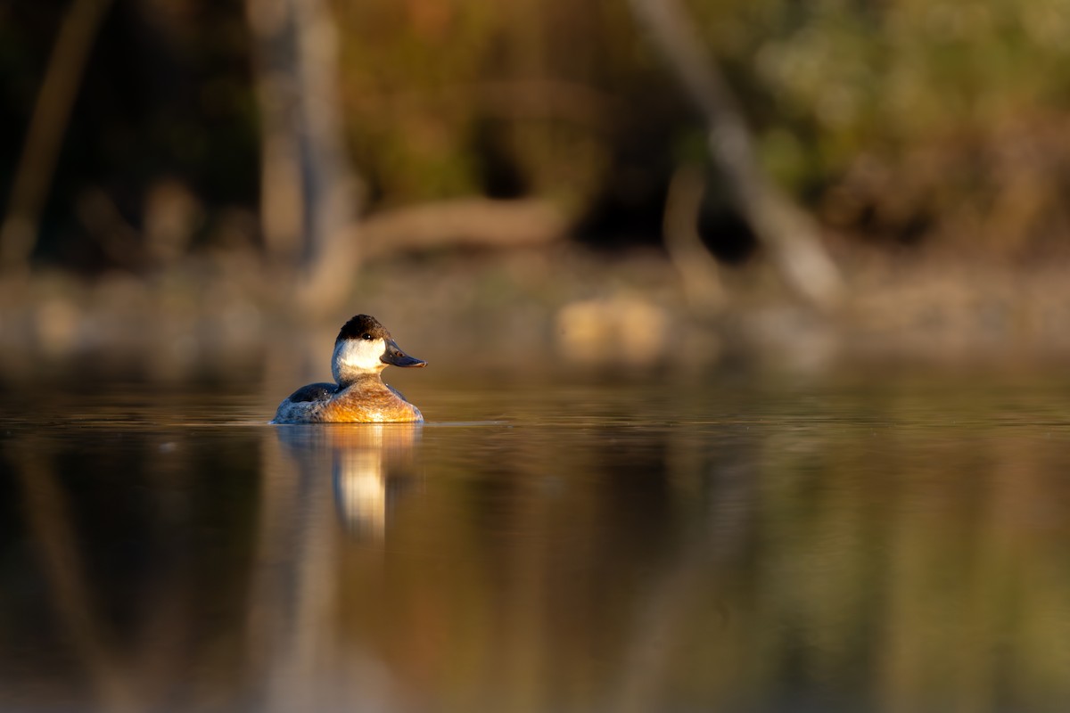 Ruddy Duck - ML625305459