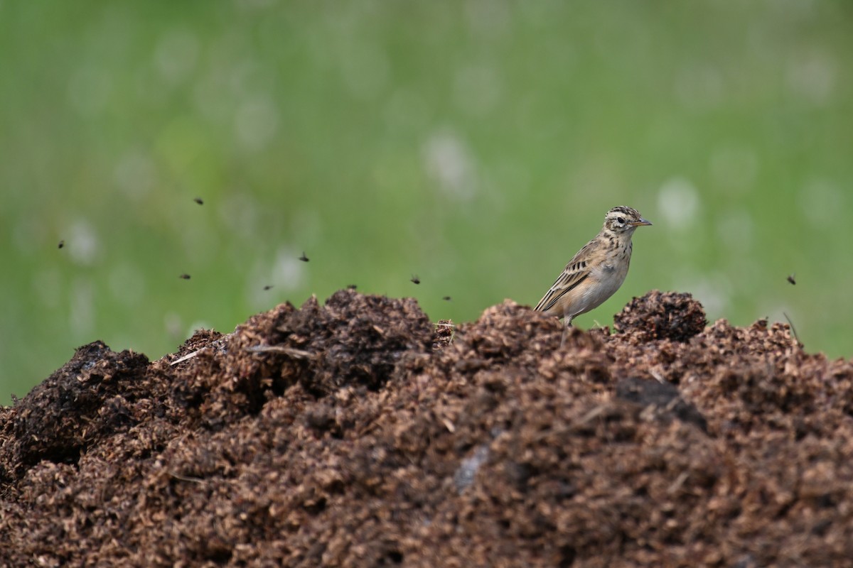 Richard's Pipit - ML625305460