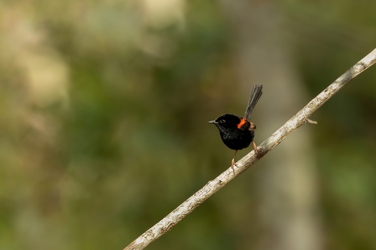 Red-backed Fairywren - ML625305509