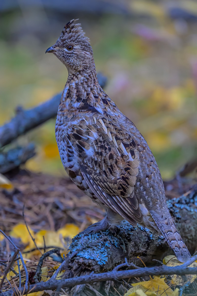 Ruffed Grouse - ML625305530