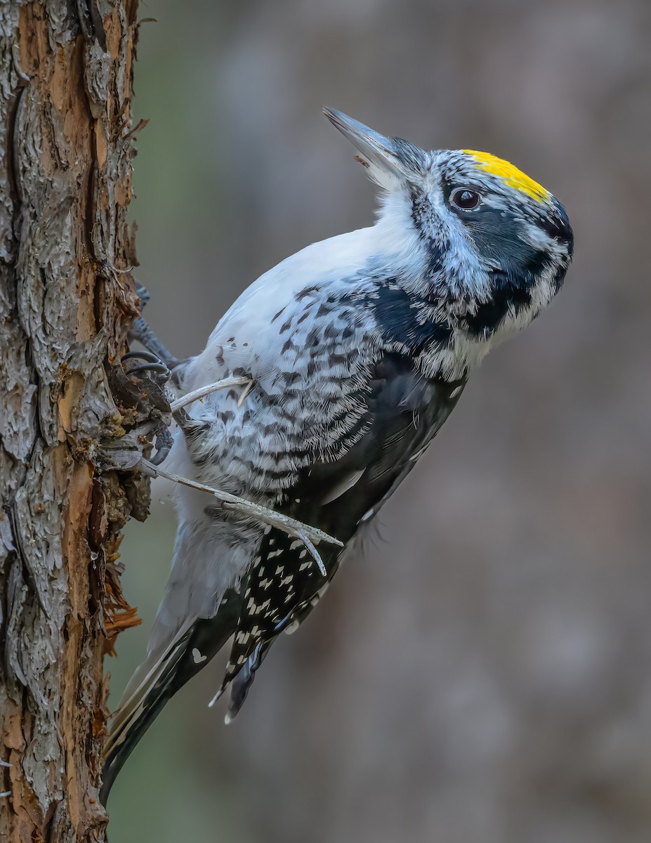American Three-toed Woodpecker - ML625305557