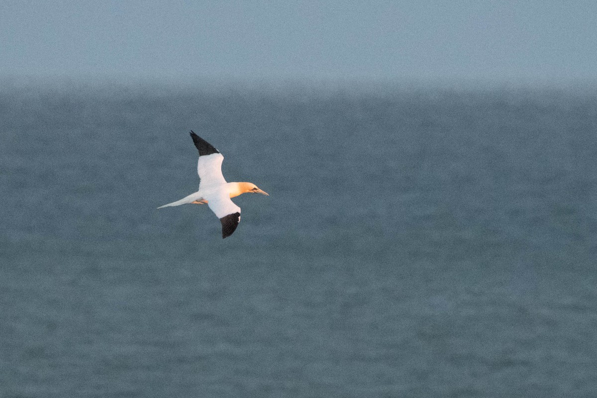 Northern Gannet - ML625305674