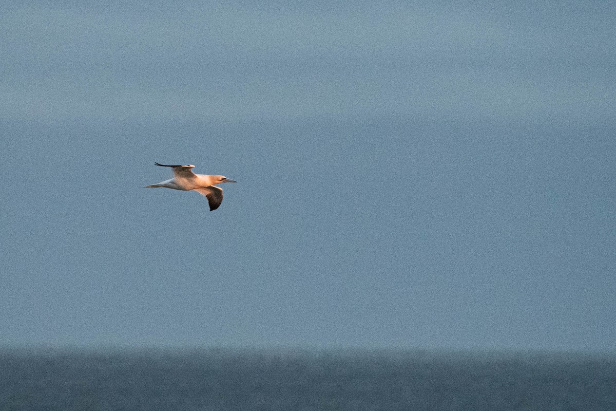 Northern Gannet - ML625305676