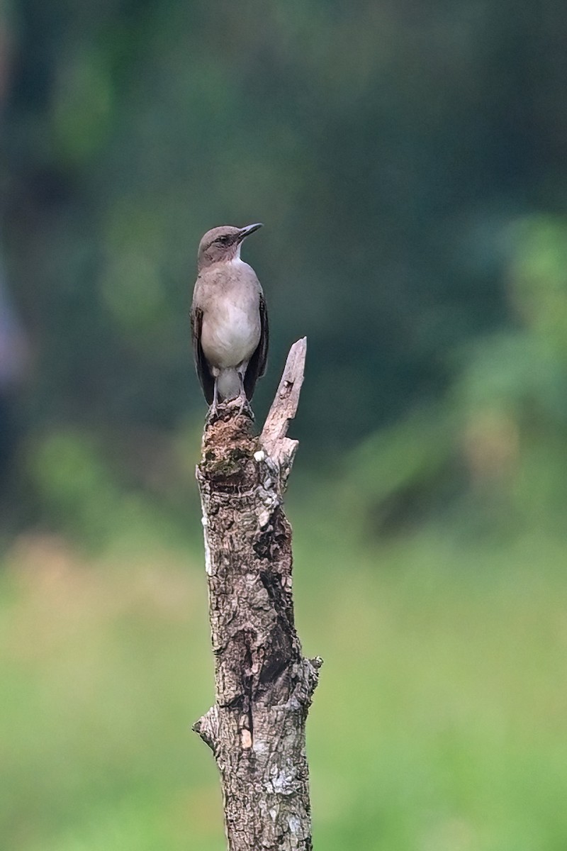 Black-billed Thrush - ML625305682