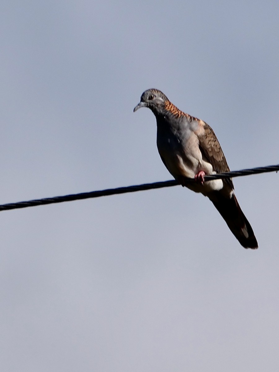 Bar-shouldered Dove - ML625306044