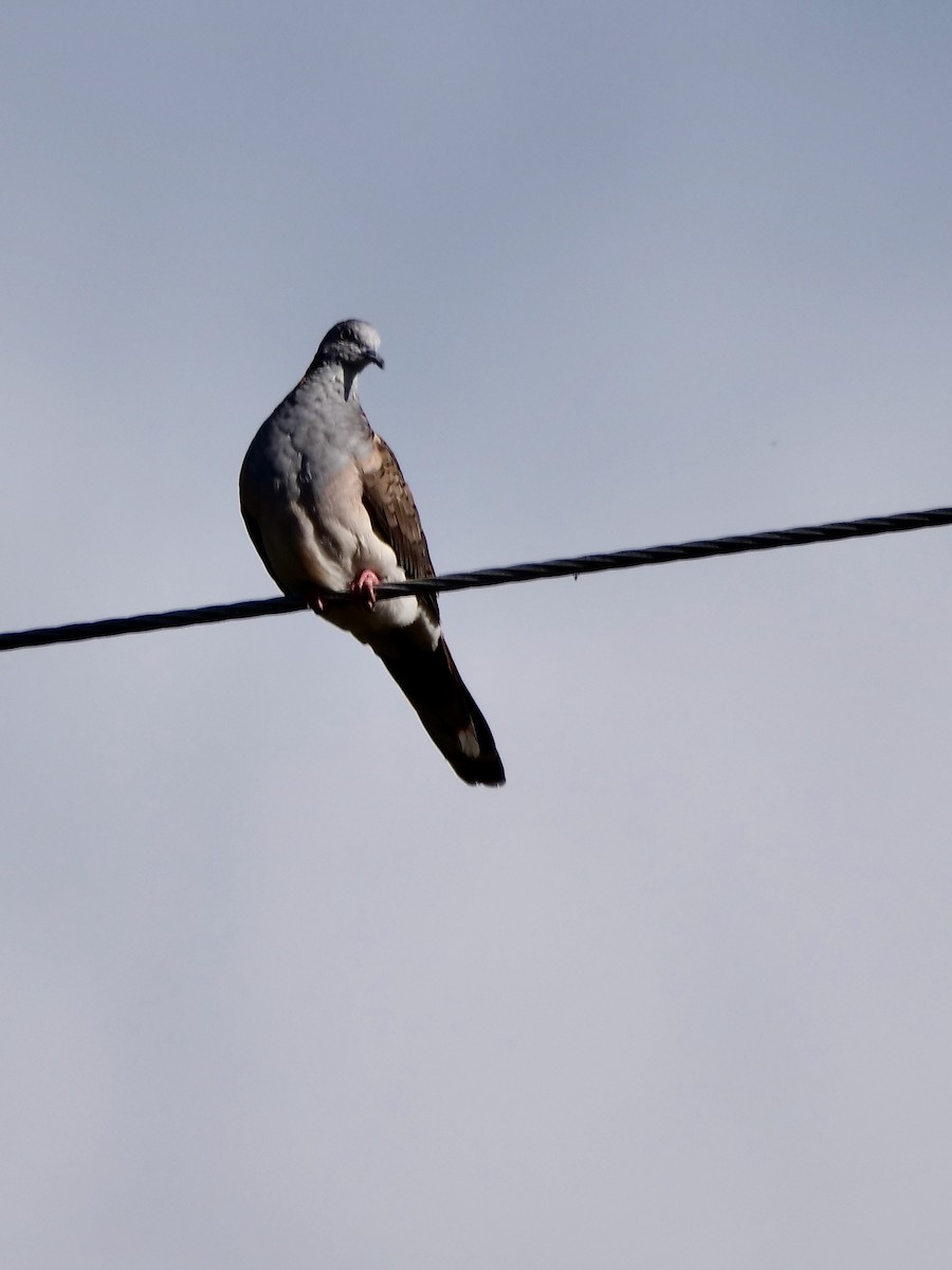 Bar-shouldered Dove - ML625306045