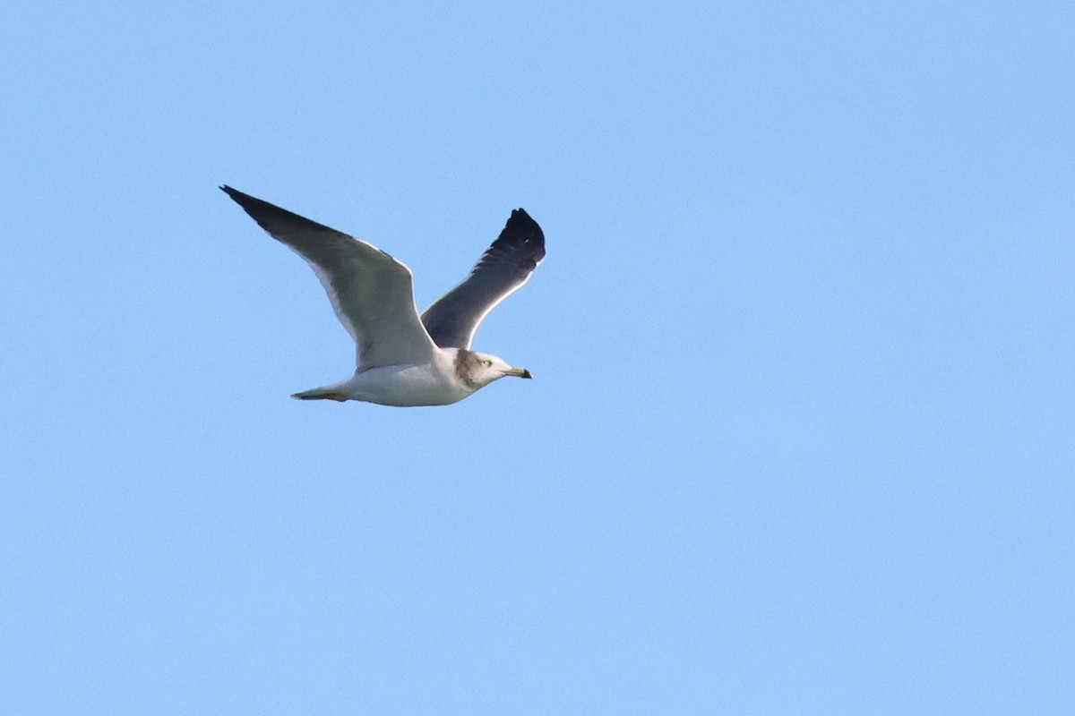Black-tailed Gull - ML625306069