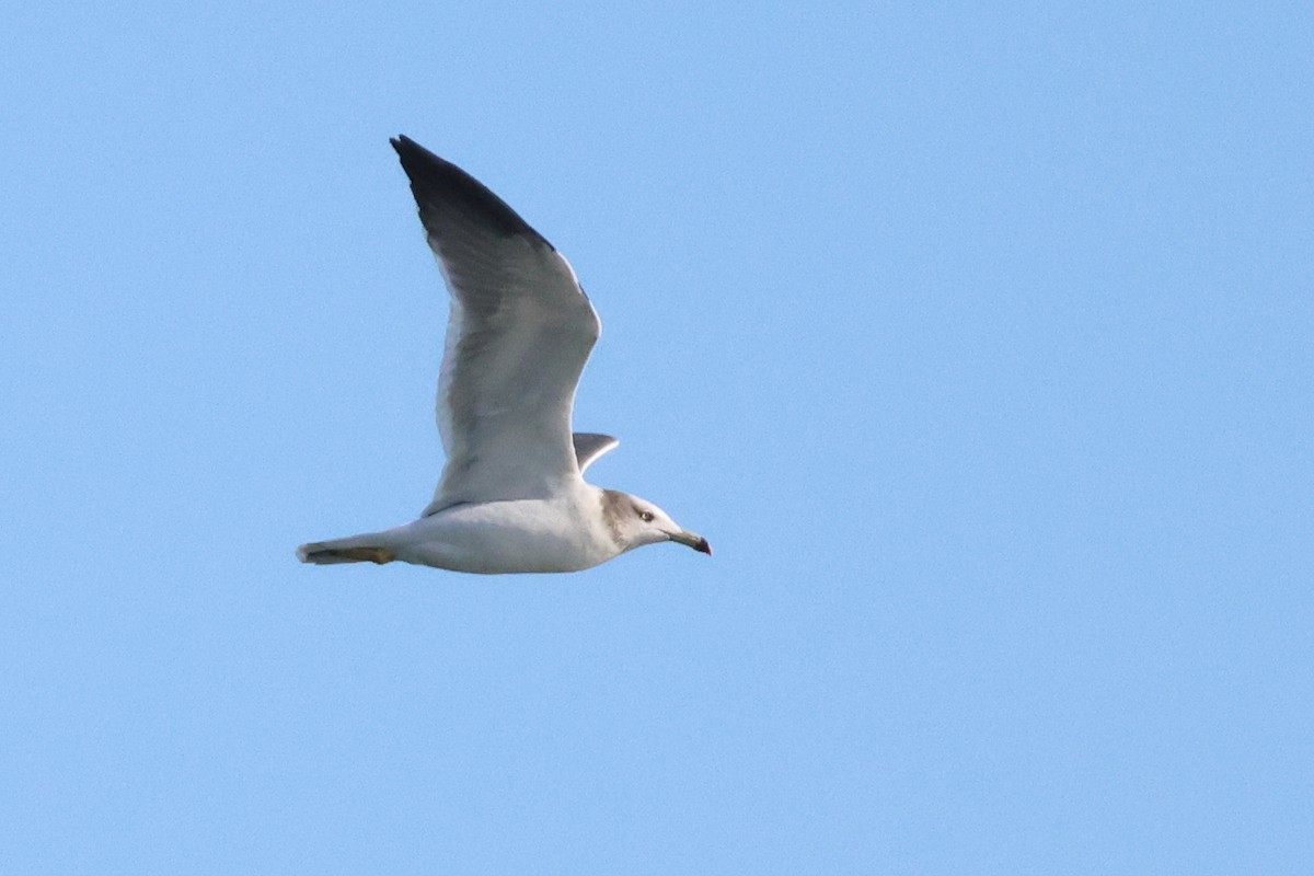 Black-tailed Gull - ML625306070