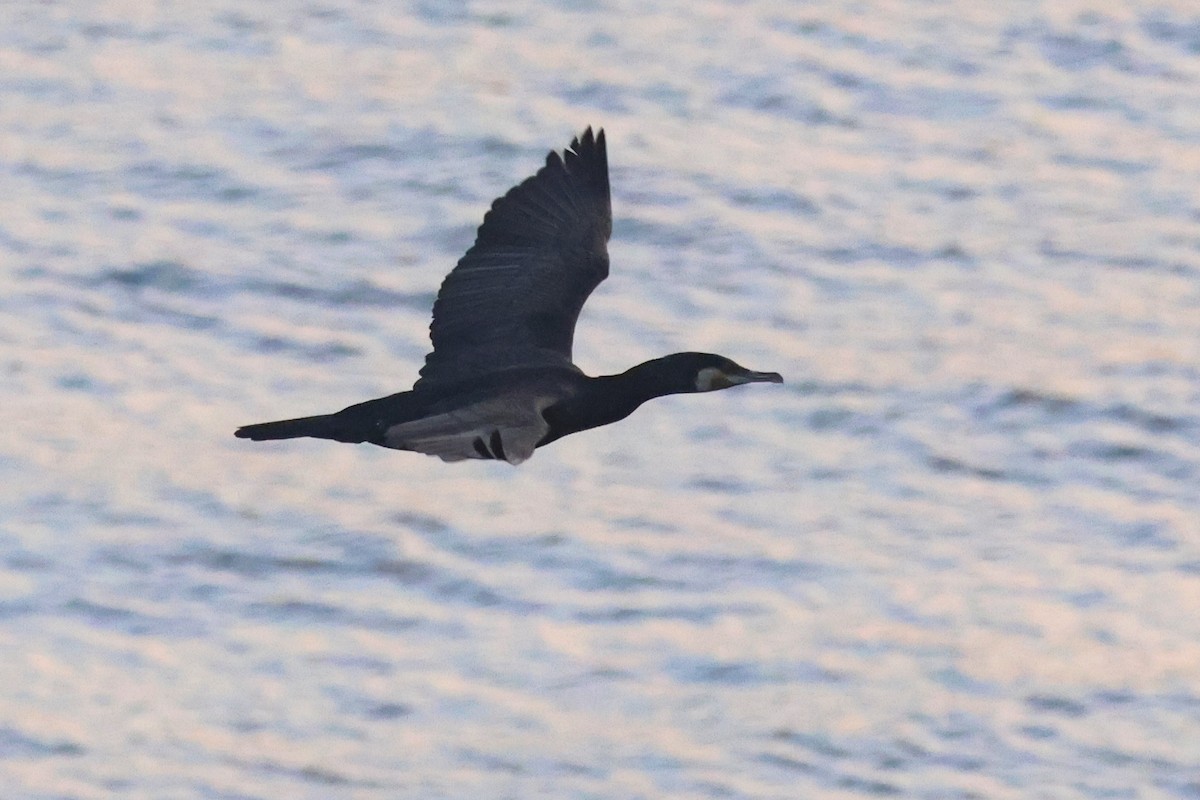 Cormorano - ML625306174